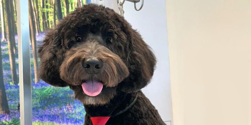 New York, Business, Shop Dog Grooming Packages For Your Dog