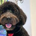 Shop Dog Grooming Packages For Your Dog