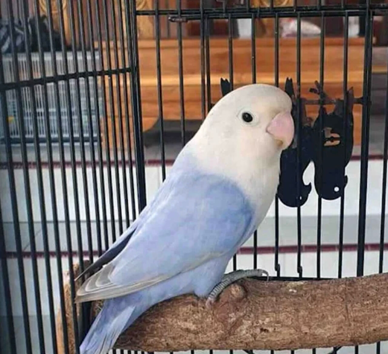 Al Suwaidi, Pet Supplies, SAR 200,  Blue Love Bird Female For Urgent Sale.