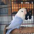 SAR 200,  Blue Love Bird Female For Urgent Sale.