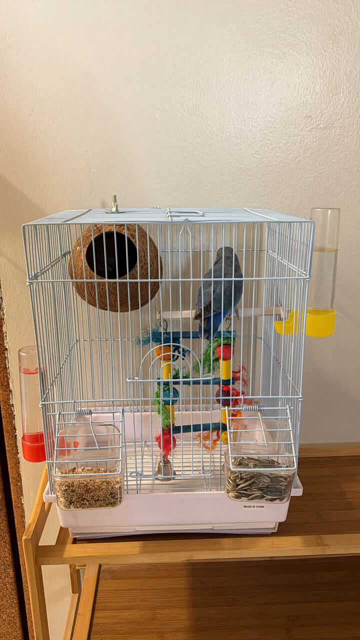 Al Suwaidi, Pet Supplies, SAR 200,  Blue Love Bird Female For Urgent Sale.