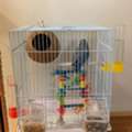 SAR 200,  Blue Love Bird Female For Urgent Sale.