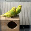 SAR 180,  Budgies Pair With Eggs