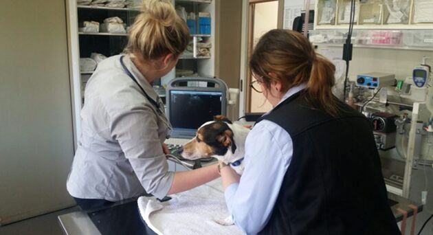 Sydney, Medical, Book Professional Pet Ultrasounds In Keysborough