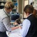 Book Professional Pet Ultrasounds In Keysborough
