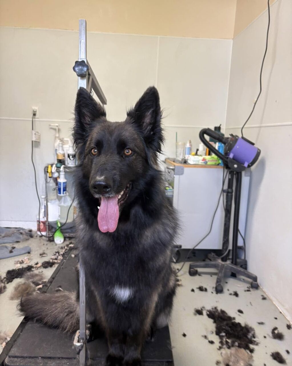 New York, Business, Affordable Dog Grooming In Ohio | Diamond Kennels
