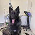 Affordable Dog Grooming In Ohio | Diamond Kennels