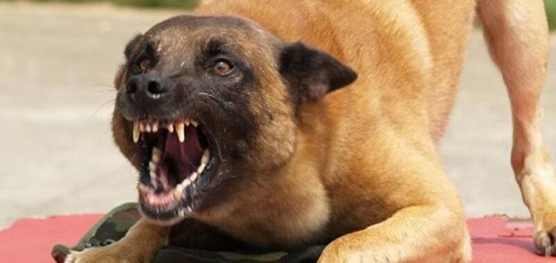 Victoria, Pet Sitting, Get Support With Dog Aggression Behaviour Today