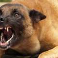 Get Support With Dog Aggression Behaviour Today
