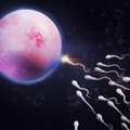 Advanced Fertility Doctor In Abu Dhabi For Reproductive Care