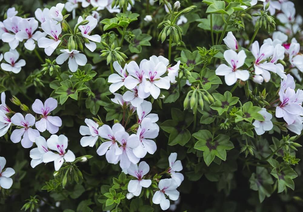 Mumbai, Farm/Garden, Easy Flowers To Grow In Pots In India