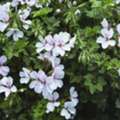 Easy Flowers To Grow In Pots In India