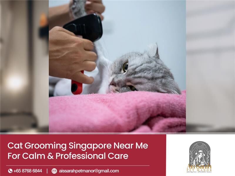 Singapore, Pet Sitting, Looking For A Cat Only Grooming Salon?