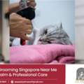 Looking For A Cat Only Grooming Salon?