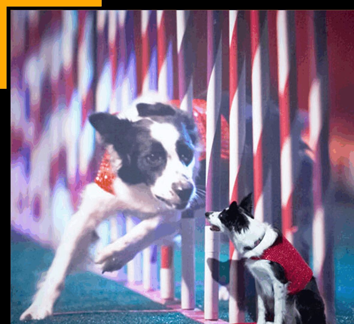 New York, Event Planning, Spectacular Stunt Dogs Performing Live In Las Vegas
