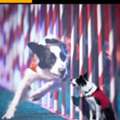 Spectacular Stunt Dogs Performing Live In Las Vegas