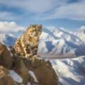 Snow Leopard Expedition Spiti | Wildlife Adventure Tour