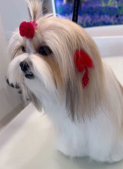 New York, Business, Buy Cat Grooming Packages For Convenient Pet Care