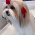 Buy Cat Grooming Packages For Convenient Pet Care
