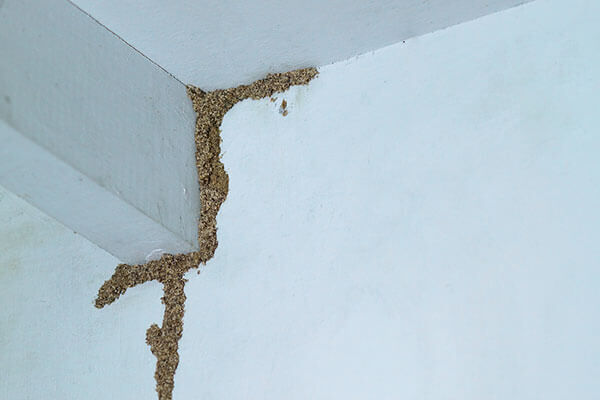 New York, Household, Termite Spraying Near Van Nuys