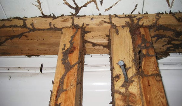 New York, Household, Termite Spraying Near Van Nuys