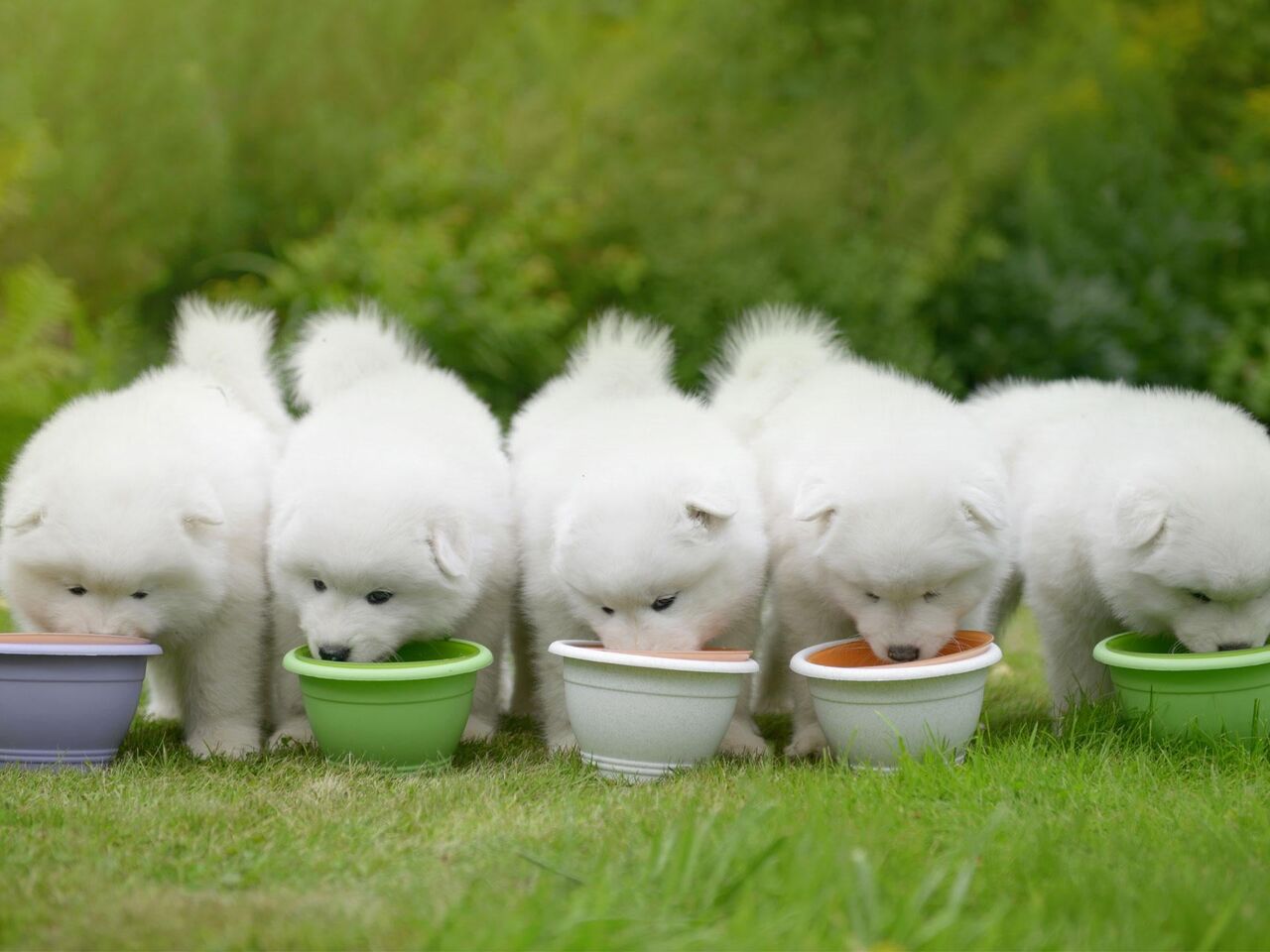 New York, Pet Supplies, Bring Home Happy Samoyed Adults For Sale In Illinois Today!!