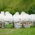 Bring Home Happy Samoyed Adults For Sale In Illinois Today!!