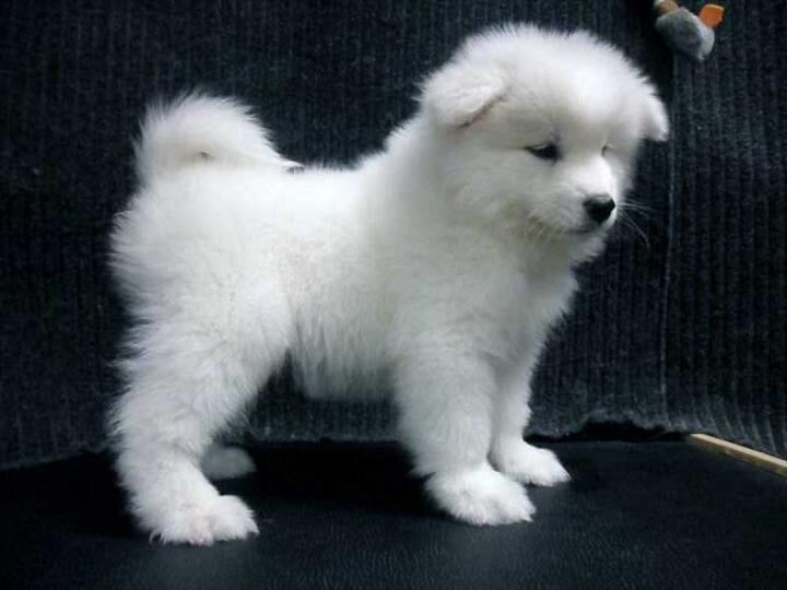 New York, Pet Supplies, Choose A Caring Samoyed Breeder In Illinois For Your Puppy!!