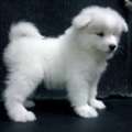 Choose A Caring Samoyed Breeder In Illinois For Your Puppy!!
