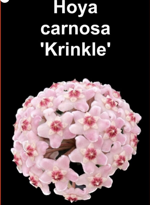 Sydney, Household Items, AUD 50,  Discover Rare Orchids Online Australia With Plant Ark