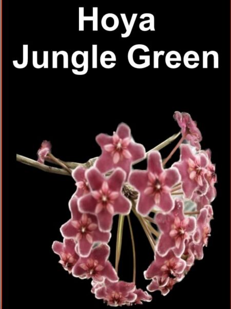 Sydney, Household Items, AUD 50,  Discover Rare Orchids Online Australia With Plant Ark