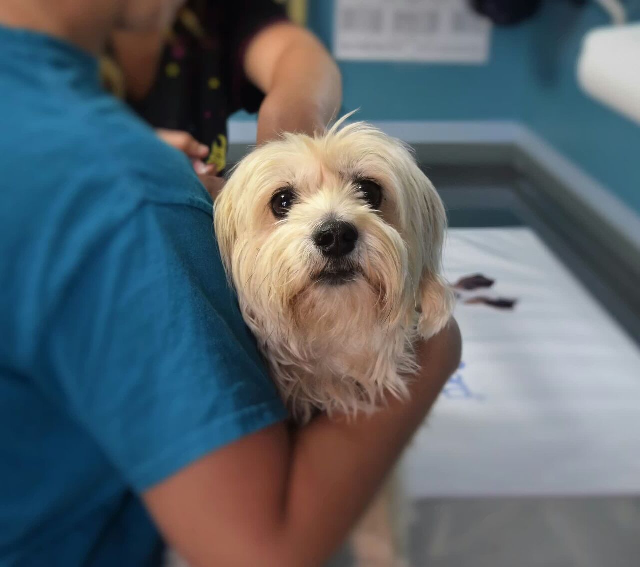New York, Health, Spay Neuter Oceanside CA