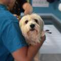 Spay Neuter Oceanside CA