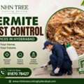 Affordable Termite Control Service In Hyderabad