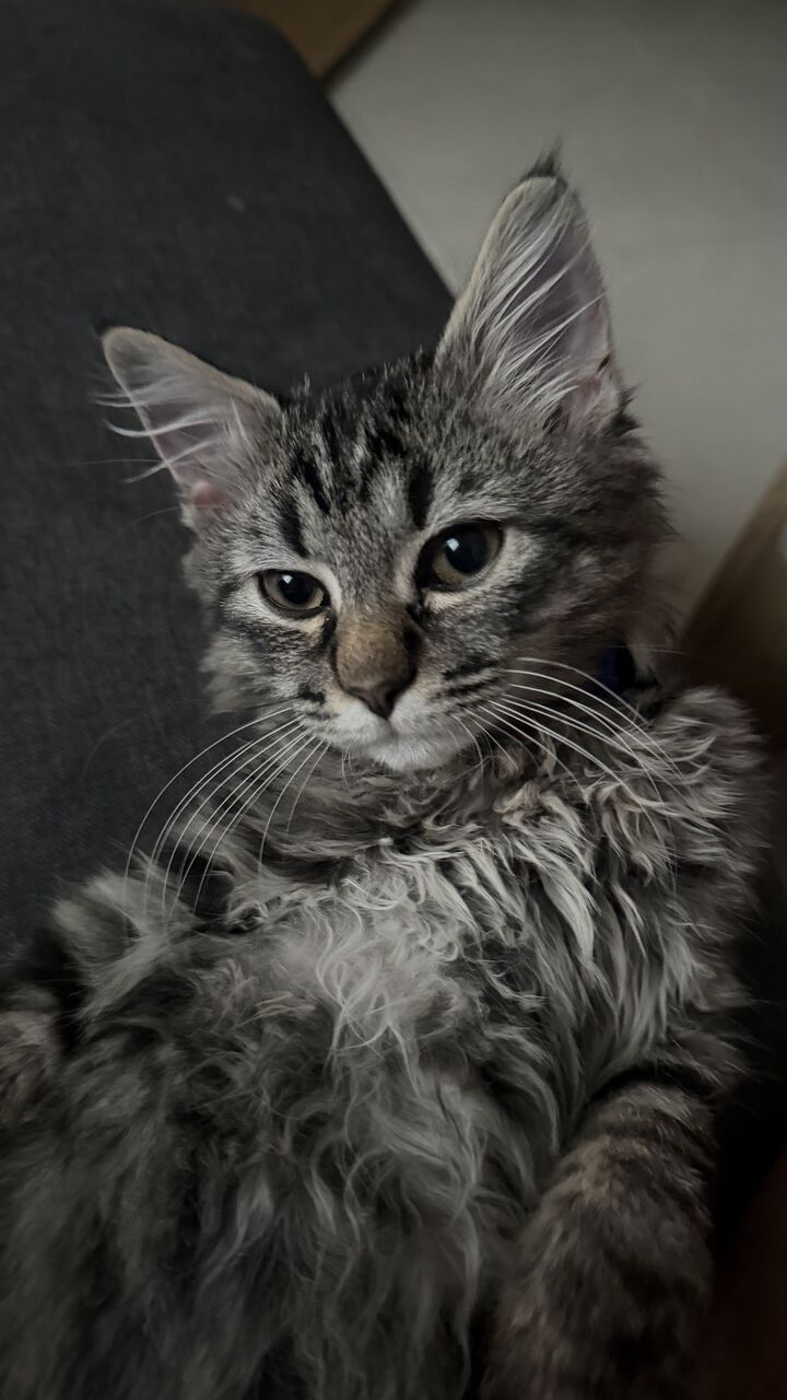 Manama, Pet Adoption, Kitten For Adoption