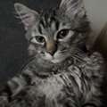 Kitten For Adoption