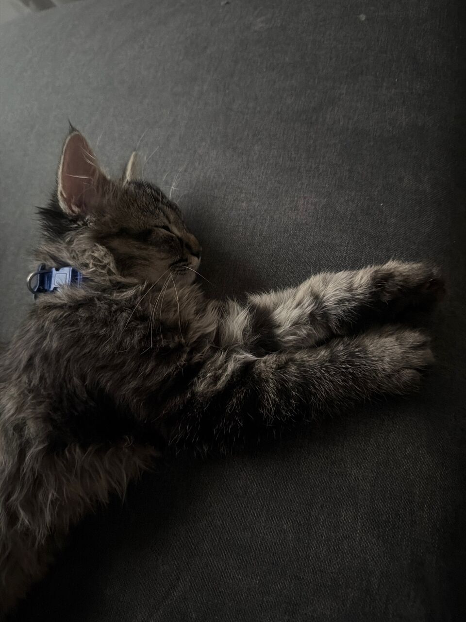 Manama, Pet Adoption, Kitten For Adoption