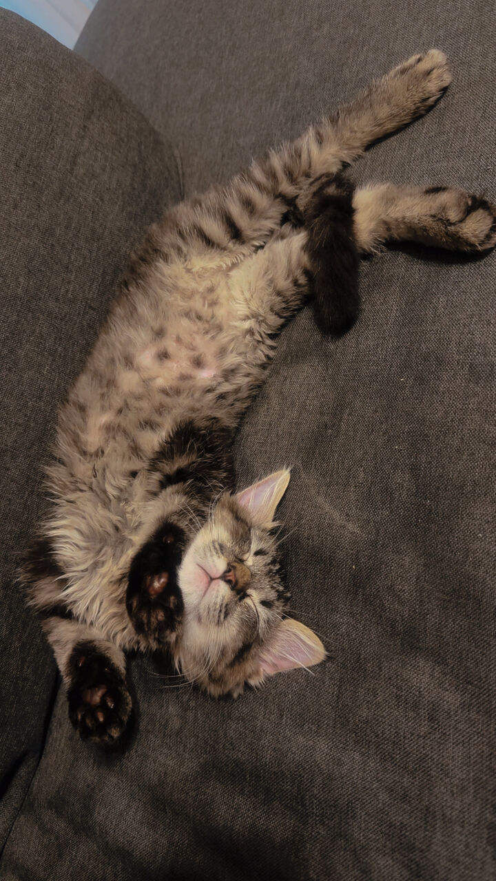 Manama, Pet Adoption, Kitten For Adoption