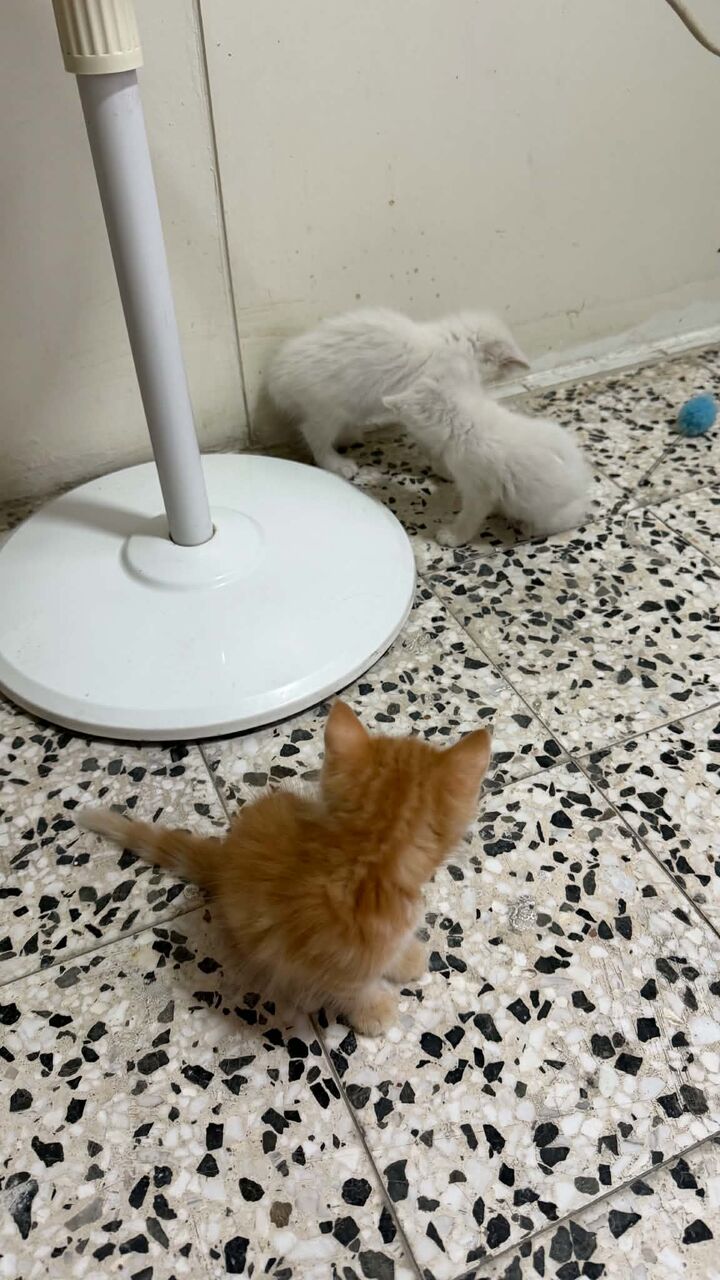 Khobar, Pet Adoption, I Am Looking For Responsible And Serious Fur Parents For Adorable Kitten