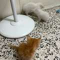I Am Looking For Responsible And Serious Fur Parents For Adorable Kitten