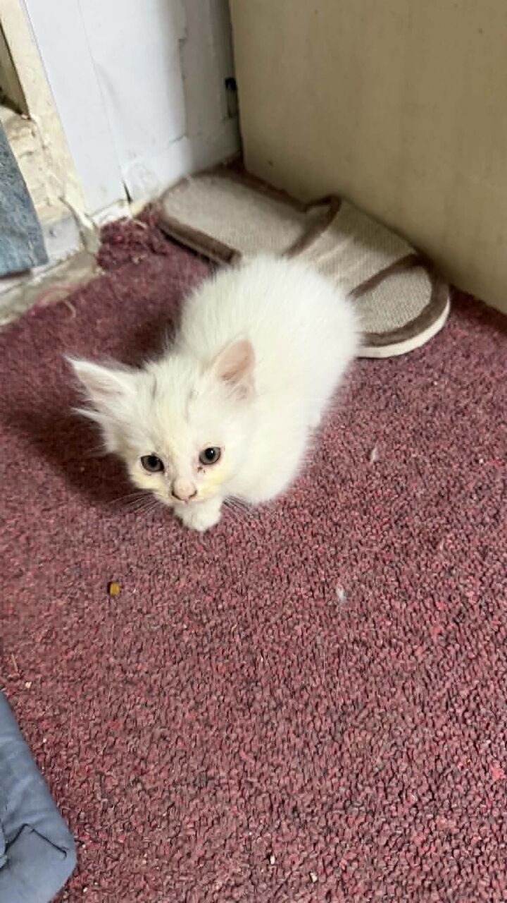Khobar, Pet Adoption, I Am Looking For Responsible And Serious Fur Parents For Adorable Kitten