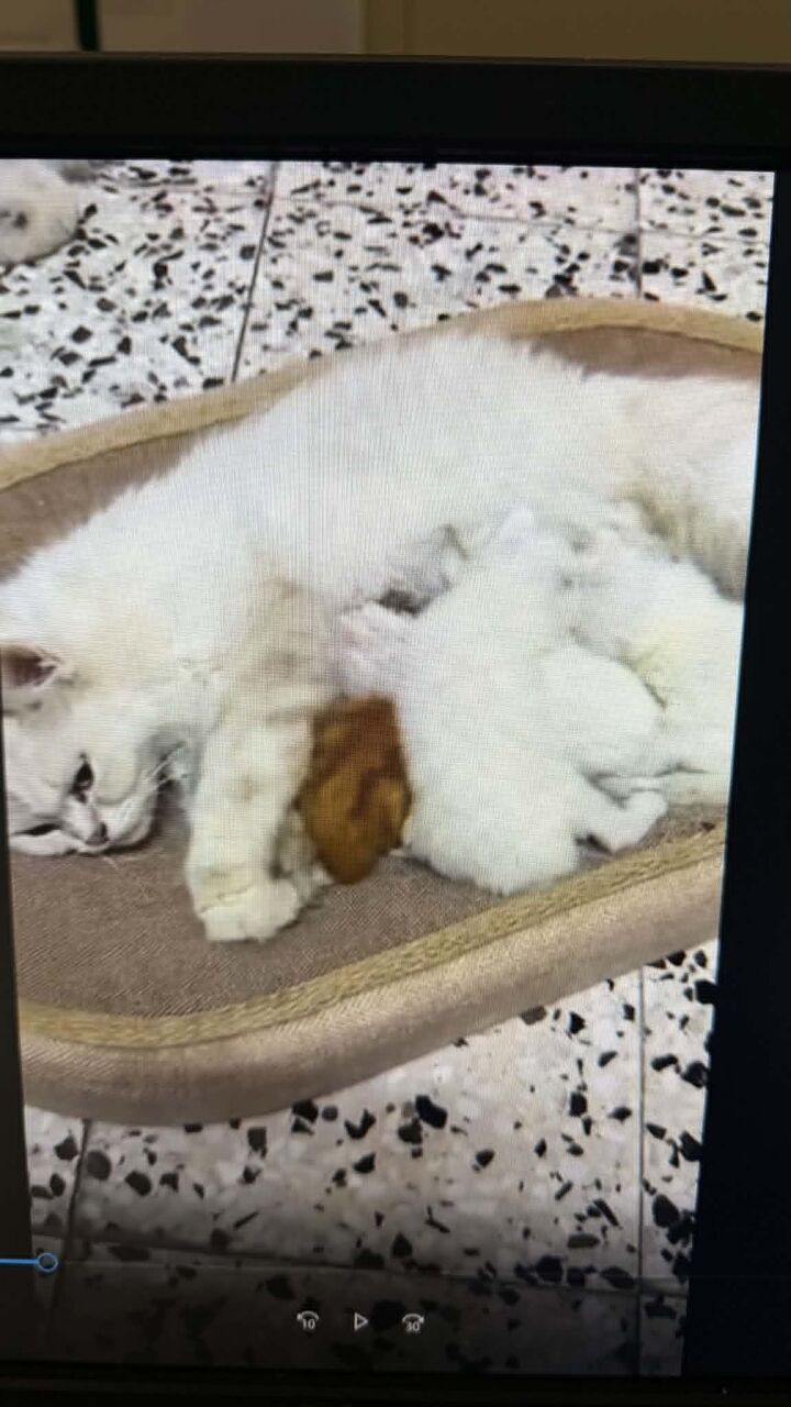 Khobar, Pet Adoption, I Am Looking For Responsible And Serious Fur Parents For Adorable Kitten