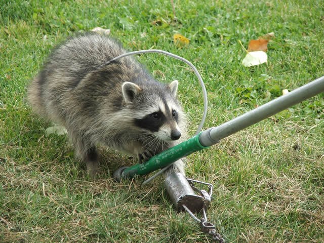 Brampton, Business, Raccoon Removal Vaughan
