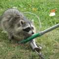 Raccoon Removal Vaughan