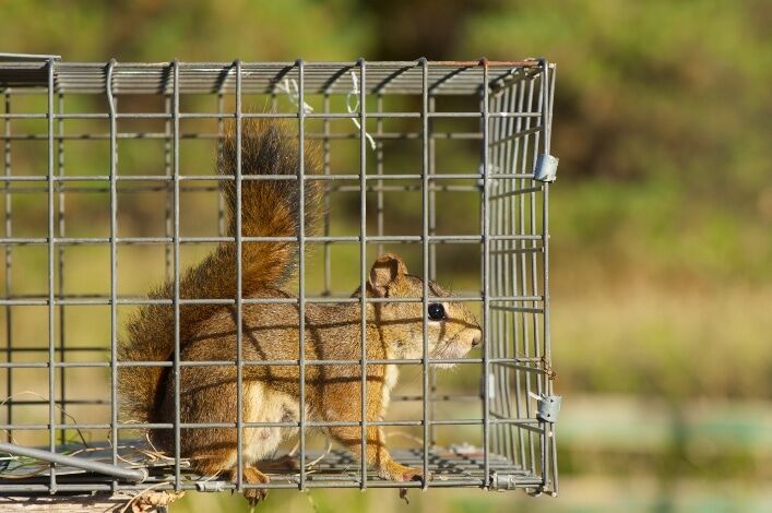 Brampton, Business, Mississauga Wildlife Control
