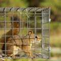 Mississauga Wildlife Control