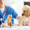 Reliable Pet Medical Facilities In Galt