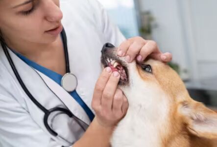 New York, Health, Professional Veterinary Dental Care For Healthy Pets