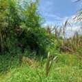 THB 8910000,  6 BR,  198 Sq. Feet,  ขายที่ดิน 198 ตร.ว. ถนนสุขุมวิท 107 ซอยแบร