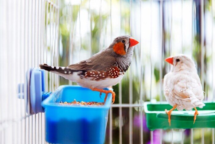 Doha, Pet Sitting, Buy Bird Feeding Accessories Online In Qatar | Royal Pet